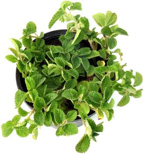 India Gardening Mint Plant