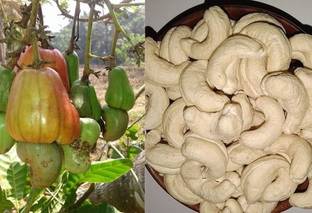 Samarthgreens Cashew Plant