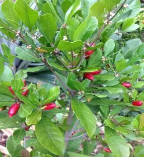 Zirat Berry Plant