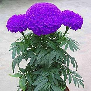 Heaven Of Saplings Marigold Plant