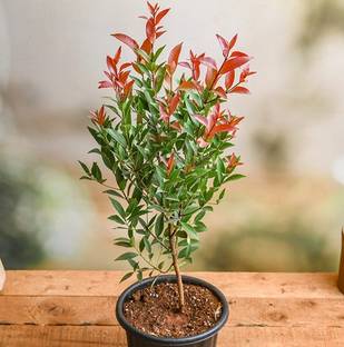 ONLINE PLANT BAZAR Christina tree