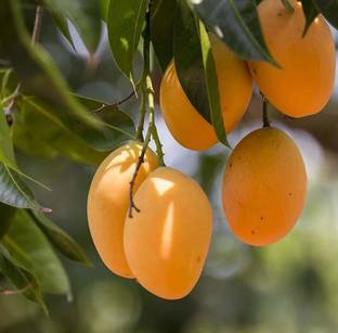 Puspita Mango Plant
