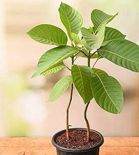 Starplanthub Kadam Plant