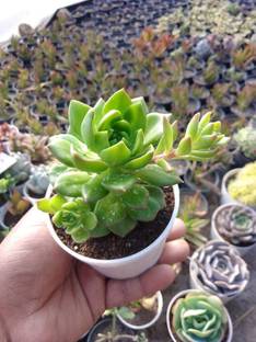Bhimtal Nursery Echeveria Plant