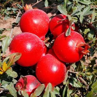 Kashmiri Fruitful Pomegranate Plant