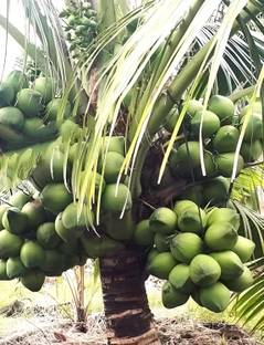 Green view Coconut Plant