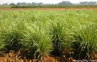 KUMUBON Lemon Grass Plant