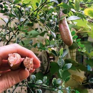 Exotic Plant Hub Finger Lemon Plant