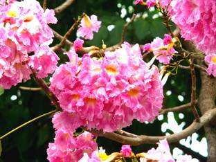 Plantzoin Tabebuia rosea