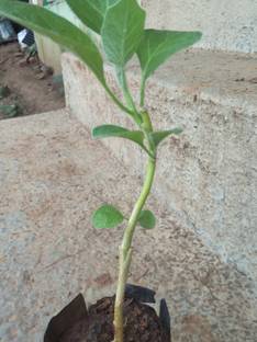 Grafted vegitables Brinjal