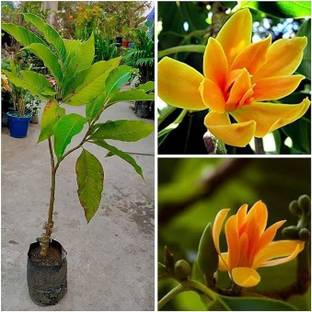 LifeShowMe Bali Chamba Plant