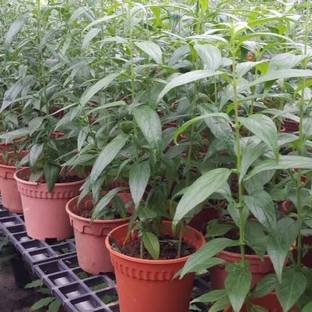 PLaNeTreee Chirayita Plant