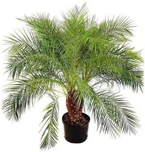 PLaNeTree Table Palm Plant