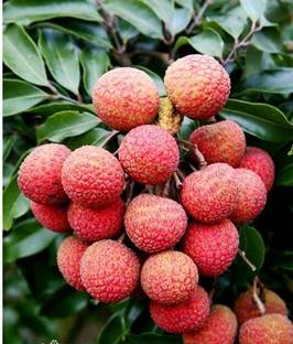 Cloud Farm Litchi Plant