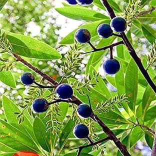 Cloud Farm Rudraksha Plant