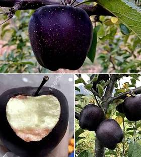 Axotic Diamond Apple Plant