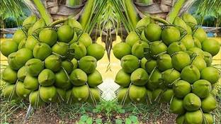 Green view Coconut Plant