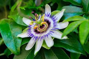 EliteGreen Passion Plant