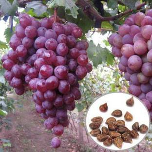 Aywal Black Grapes or Angoor Fruit Seed