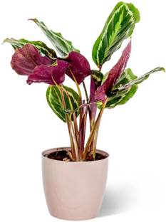 KPL MEDALLION Calathea Medallion