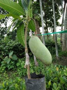 बाला प्लांट क्रिएशन आम का पौधा पौधा