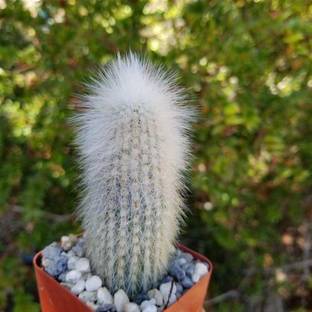KPL WOOLY Wooly Torch Cactus Plant