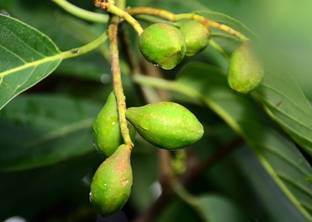 KPL MYROBALAN Myrobalan Plant