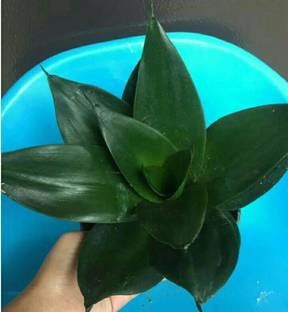 the green dotcom Snake Plant