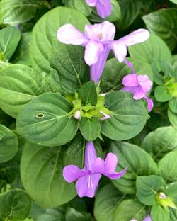 My Dream Nursery Baleria Plant