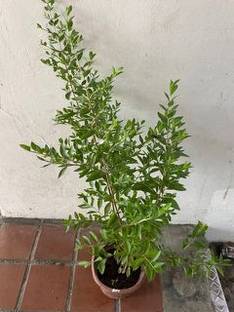 SARKAR KRISHI BHANDER Henna Plant
