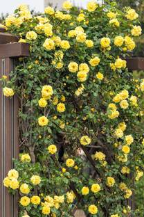 Cloud Farm Rose Plant