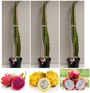 Cloud Farm Dragon Tree
