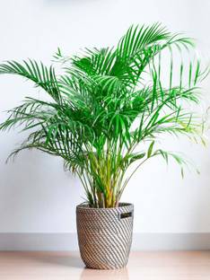 ABC Areca Palm