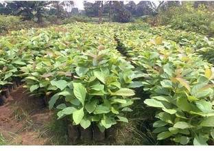 GOLDEN BLOOM Teak Plant