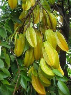 Greenery Nursery Star Fruit Carambola Grafted Plant