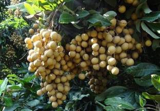 SBGARDEN Litchi Plant