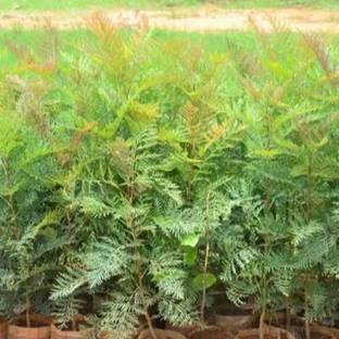 Shree krishna bhander Silver Oak