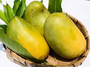 Exotica Gir Kesar Mango Plant