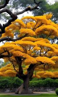 KUMUBON Tabebuia rosea
