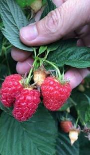 SHREYAGREEN Strawberry Plant