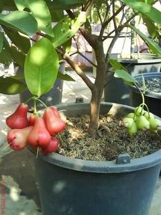 PLaNeTree Jamun Plant
