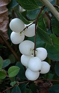 Globalplants Jamun Plant