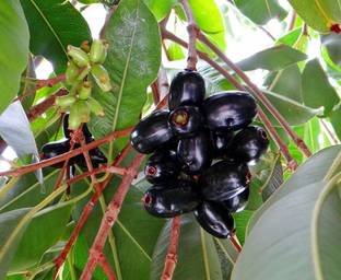 Cloud Farm Jamun Plant