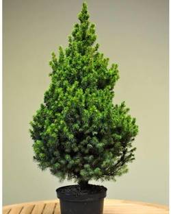 greenhousestore Christmas Tree Plant