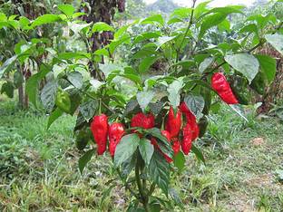 naga chili Pepper Plant