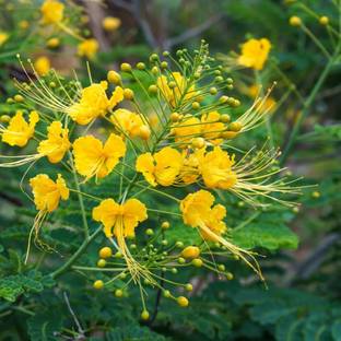 KPL PEACOCK Peacock Flower Plant