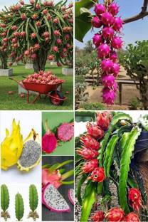 BREEZY BLOOMS Dragon Tree