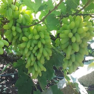क्लाउड फार्म अंगूर का पौधा पौधा