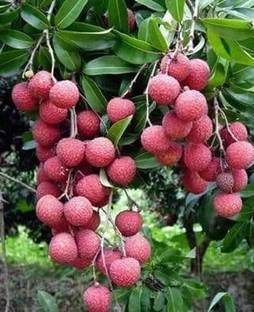 lichi Litchi Plant
