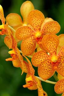 green paradise Orchid Plant